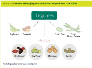 Types of legumes 
