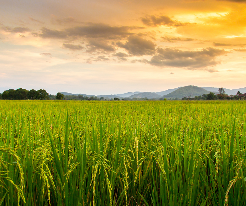 Food system