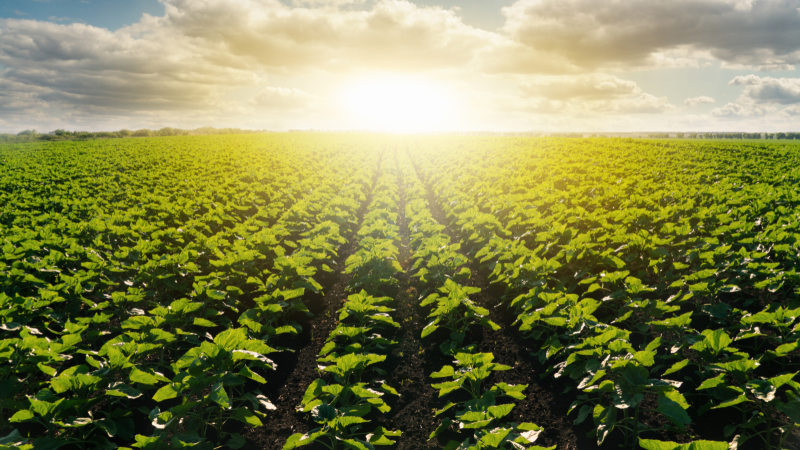 Regenerative agriculture