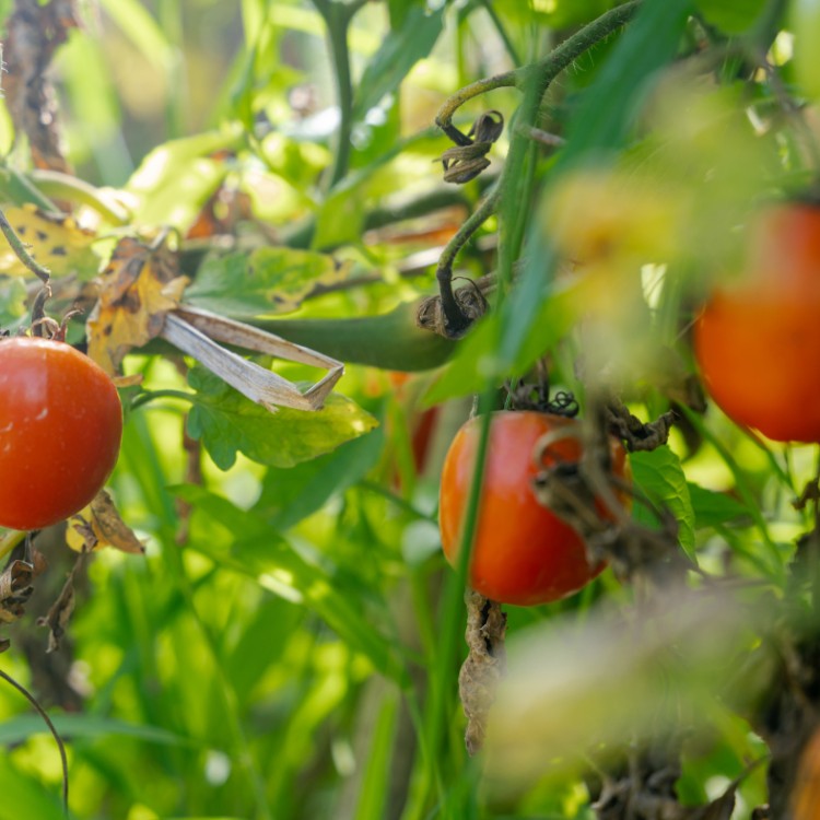 Tomatoes growing 