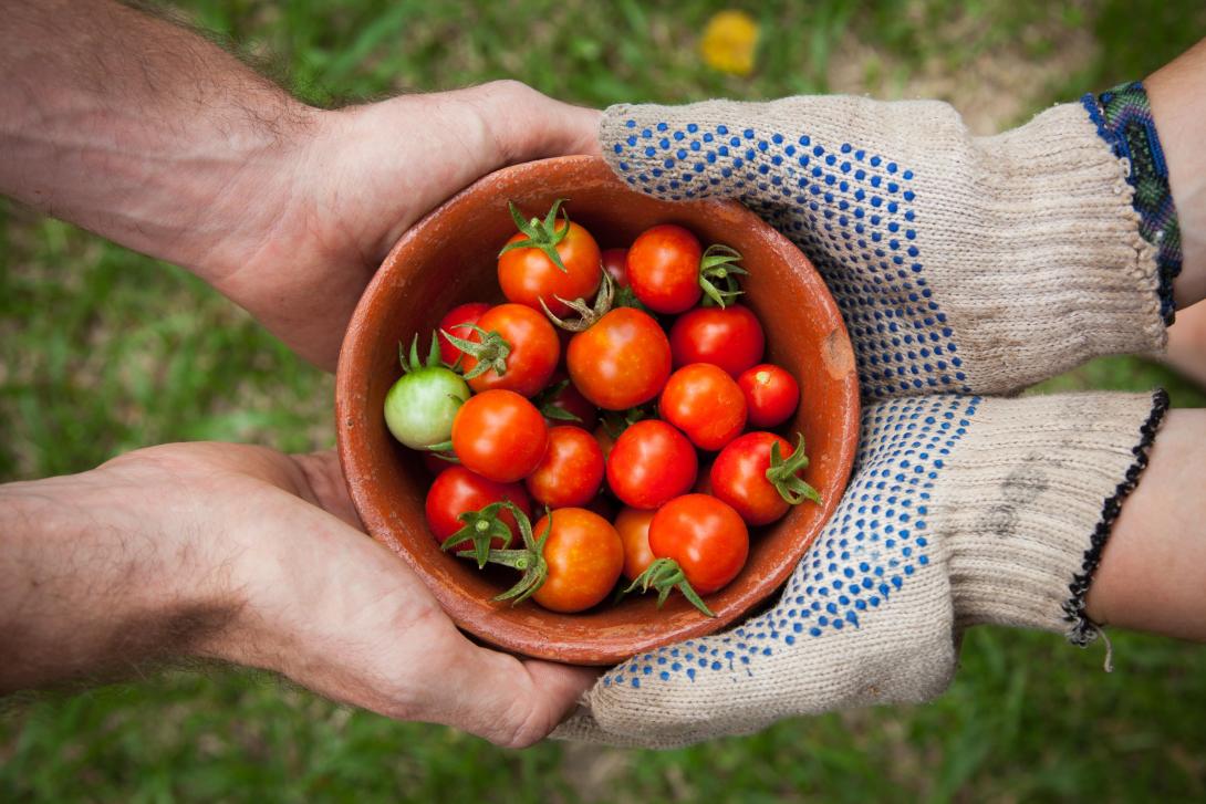 tomatoes