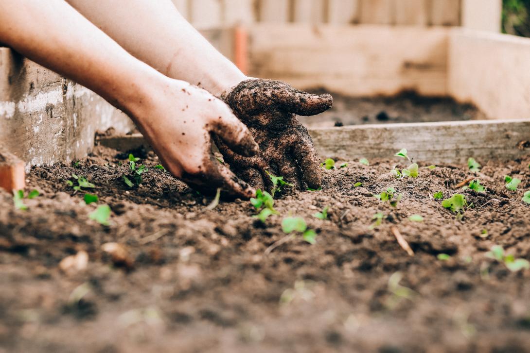 Urban farming 