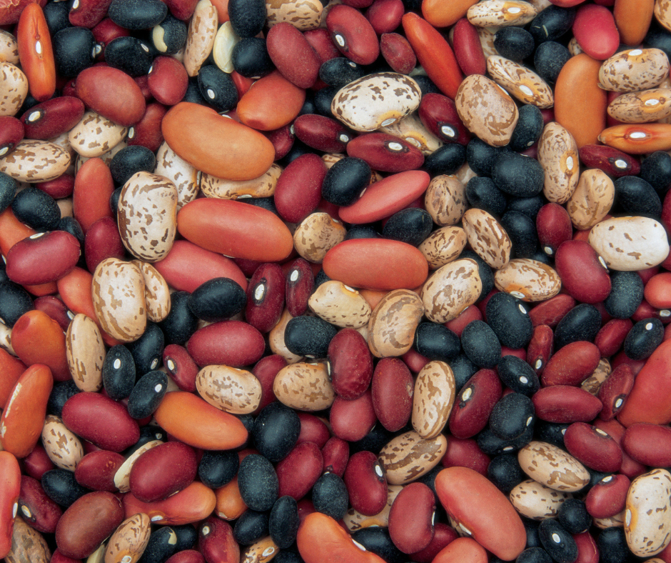 Food Foundation beans project