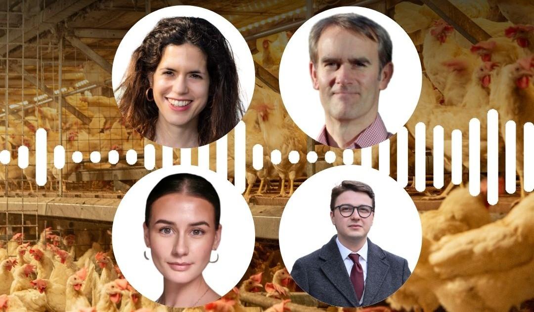 Food Foundation chicken podcast 