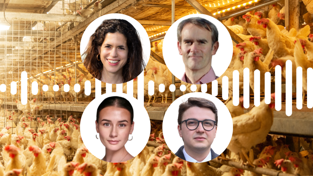 Podcast about chicken